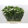 Callistephus Matsumoto White