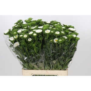 Callistephus Matsumoto White