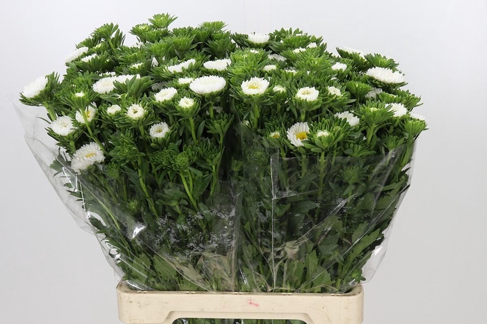 <h4>Callistephus Matsumoto White</h4>