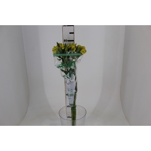 ALSTROEMERIA CARIBBEAN 080 CM