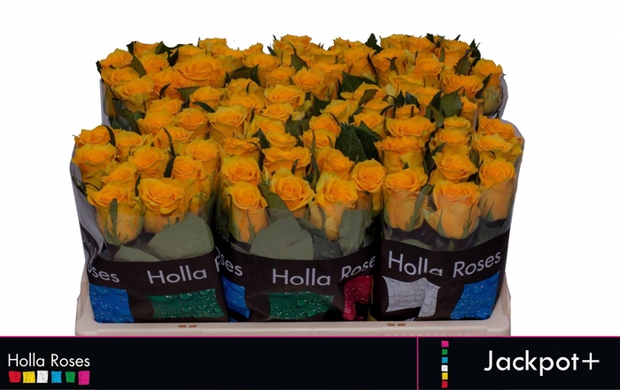 <h4>R GR JACKPOT+</h4>