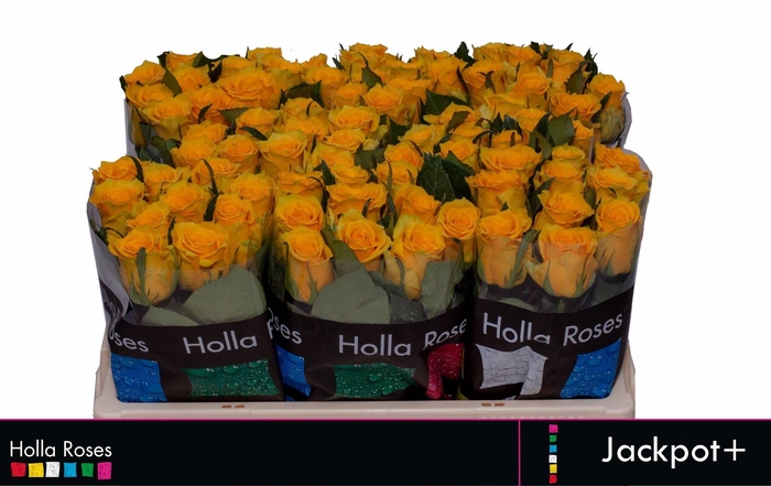 <h4>R GR JACKPOT+</h4>