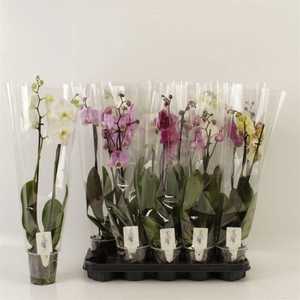 PHAL GEM