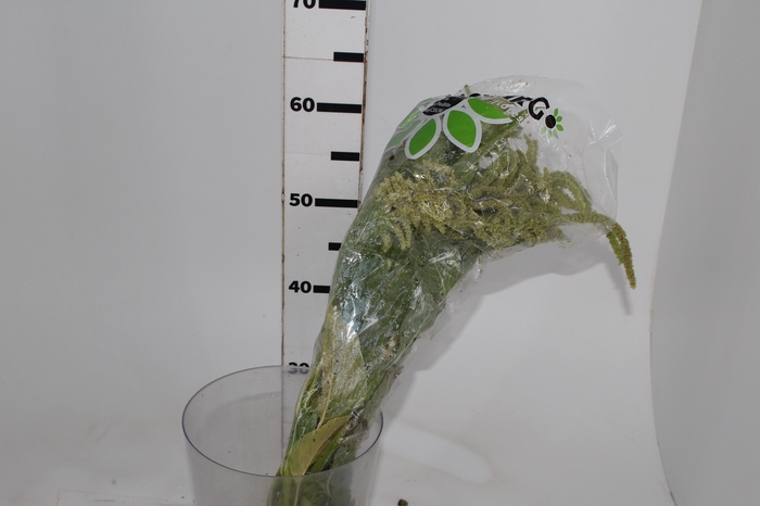 <h4>AMARANTHUS VERDE</h4>