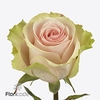 Rosa large frutteto