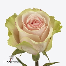 Rosa large frutteto