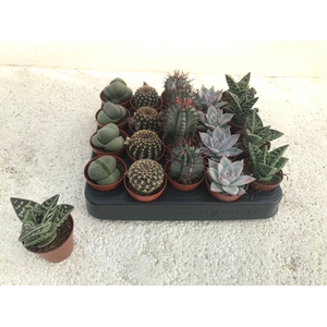 CACTUS + SUCCU GEM
