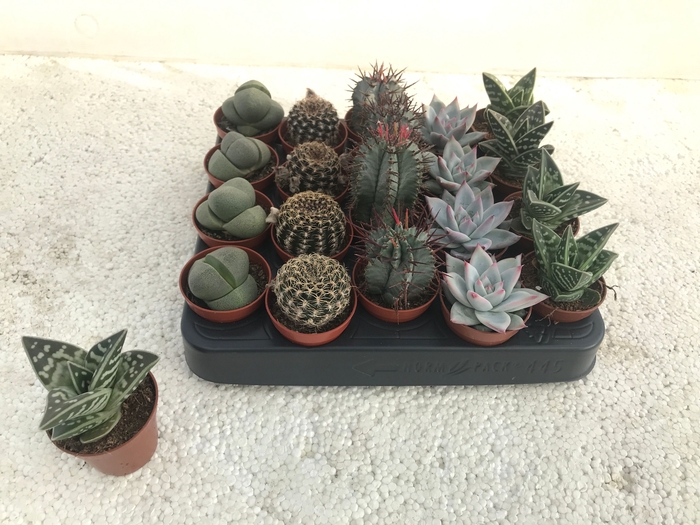 <h4>CACTUS + SUCCU GEM</h4>