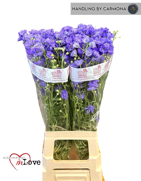 <h4>DELPH EN M LAVENDER</h4>