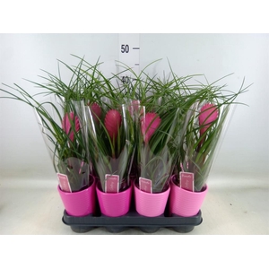 Tillandsia cyanea 'Anita'