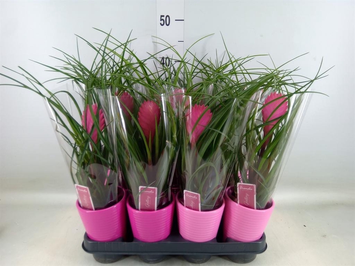 <h4>Tillandsia cyanea 'Anita'</h4>