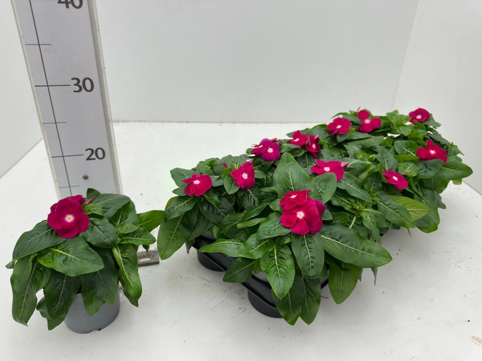 <h4>CATH CO C CHERRY</h4>
