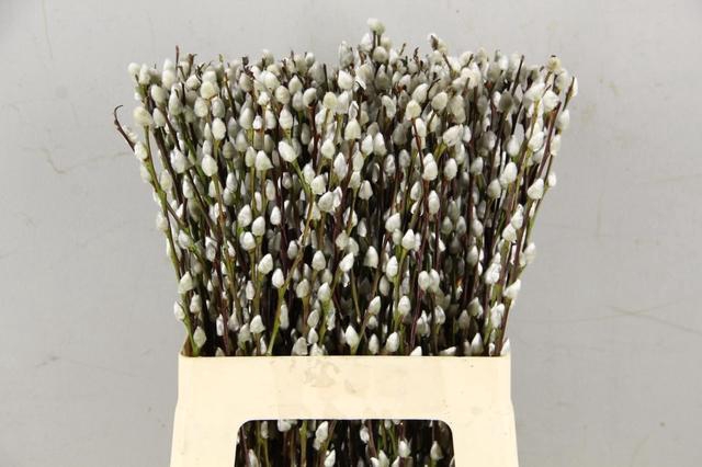 <h4>SALIX SNOWFLAKE 060CM</h4>