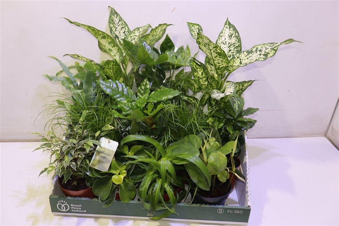 <h4>arr8 Kamerpl Gem Ov</h4>