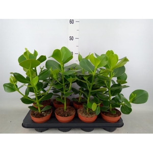 Clusia rosea 'Princess'