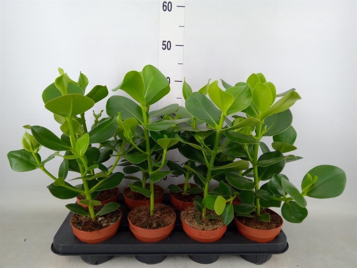 <h4>Clusia rosea 'Princess'</h4>