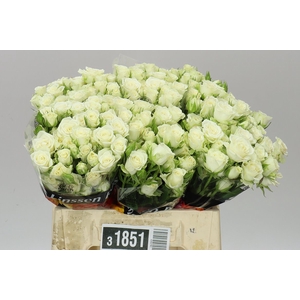 Rosa Tr Snow Flake