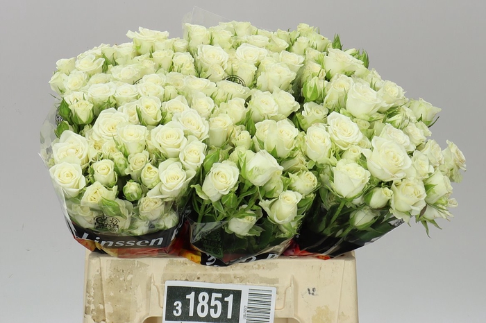 <h4>Rosa Tr Snow Flake</h4>