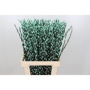 Salix Caprea Snow Flake P. Ice Blue