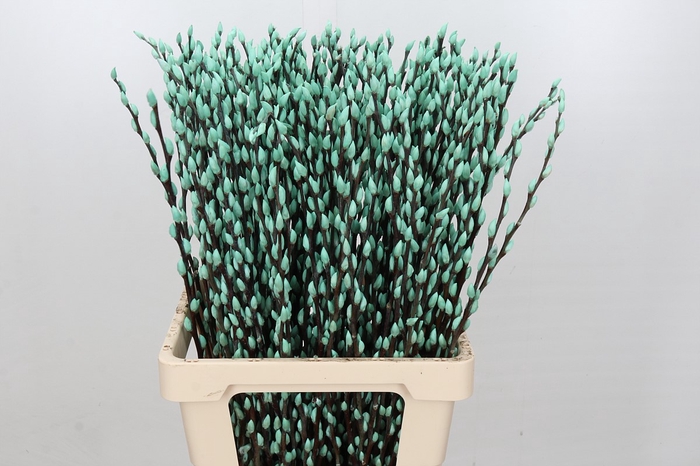 Salix Caprea Snow Flake P. Ice Blue