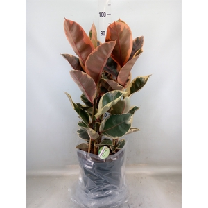 Ficus elastica 'Belize'