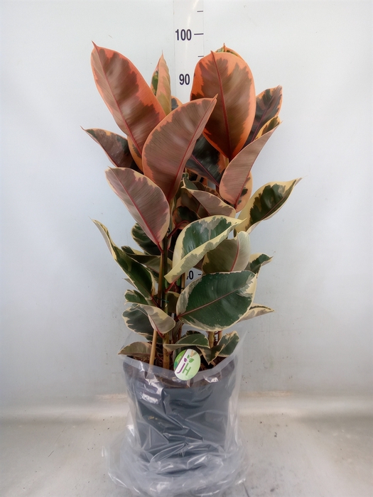 <h4>Ficus elastica 'Belize'</h4>