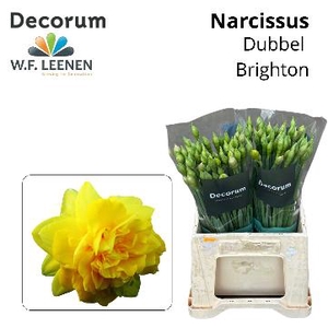Narcissus Double Brighton 566