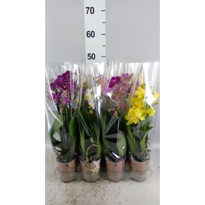 Phalaenopsis multi.   ...mix  5