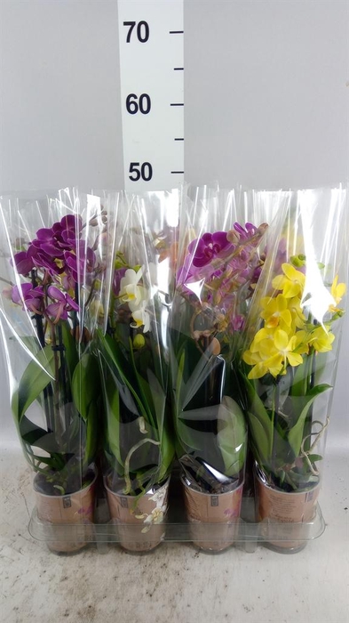<h4>Phalaenopsis multi.   ...mix  5</h4>