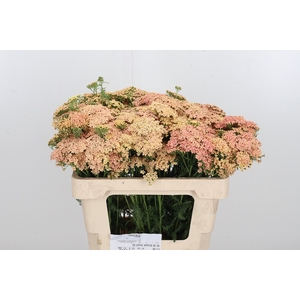 Achillea Bianca Classic