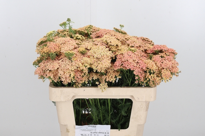 <h4>Achillea Bianca Classic</h4>