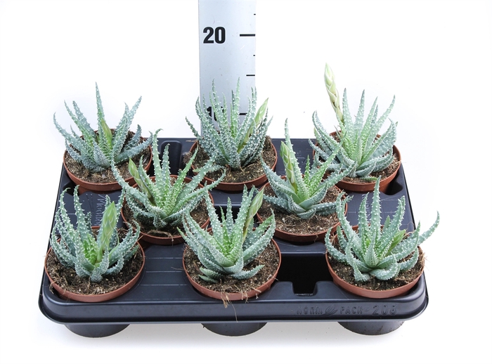 <h4>Aloe humilis</h4>