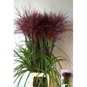 Miscanthus Malepartus SHM Schrama