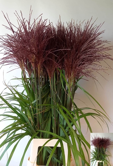 <h4>Miscanthus Malepartus SHM Schrama</h4>