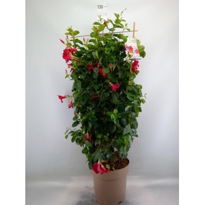 Mandevilla   ...