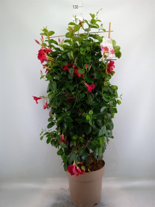 <h4>Mandevilla   ...</h4>