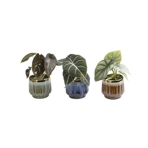 ALOCASIA ZEBRINA P6 L 464