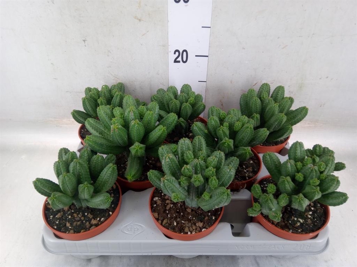 <h4>Euphorbia   ...</h4>