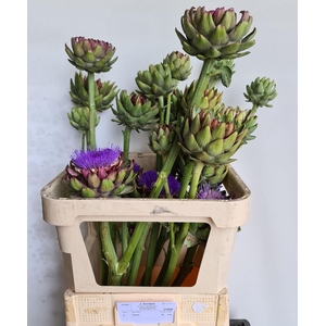 Cynara Groene V Laon