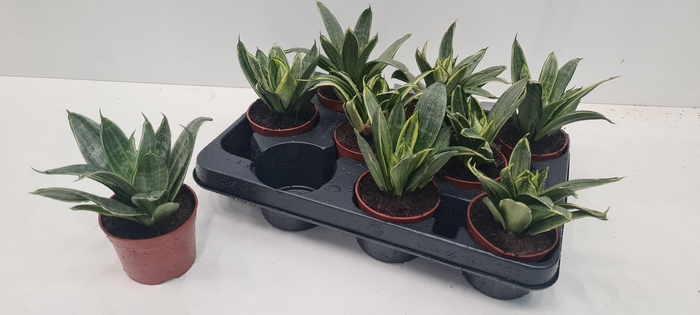 <h4>SANSEV HAHNII</h4>