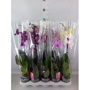 Phalaenopsis   ...mix