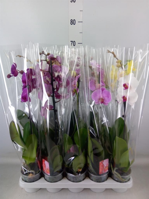 <h4>Phalaenopsis   ...mix</h4>
