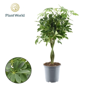 Schefflera Compacta (Nora) gevlochten stam