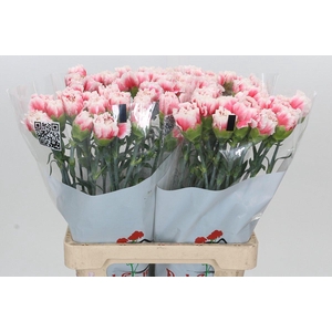 Dianthus St Misaki