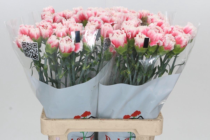 <h4>Dianthus St Misaki</h4>