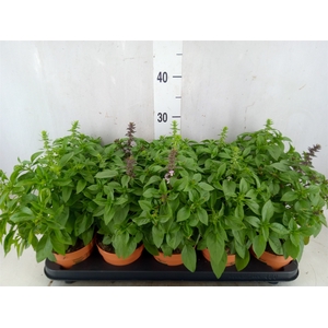 Ocimum   ...