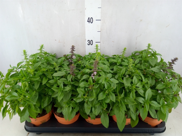 <h4>Ocimum   ...</h4>