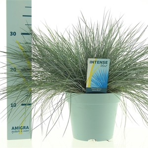 Festuca glauca Intense Blue®