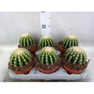 Echinocactus grusonii forma interme