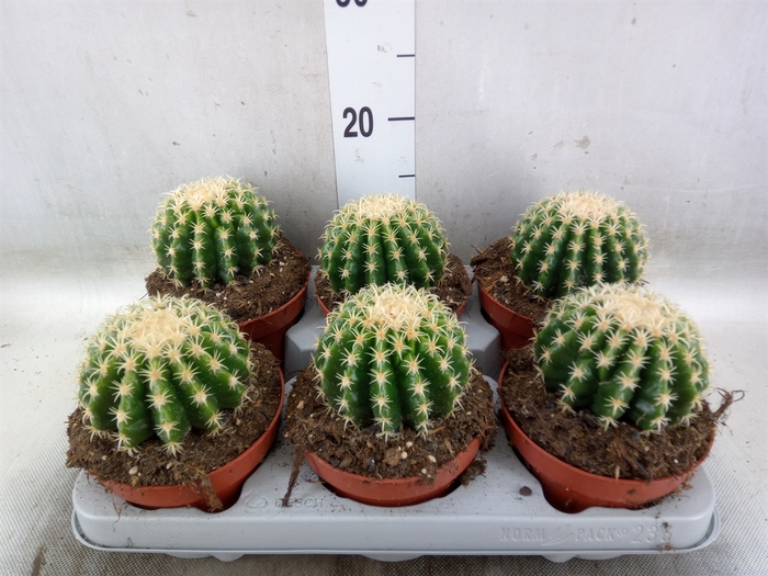<h4>Echinocactus grusonii forma interme</h4>
